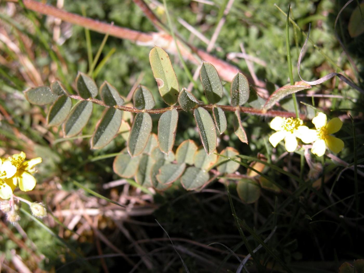 Sainfoin leaf